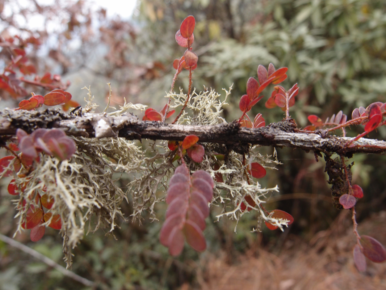 2018-01-16 12 Uhr - Im Shivapuri Nagarjun National Park (Nagi Gumba) (Foto) 